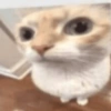 Gatos memes 8
