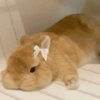 Bunnie 16