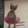 Gatitos bonitos 💗 14