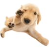 Animals 11