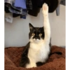 Cat meme 🐱 9