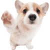 Animals 8