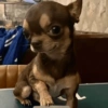 Mix perritos sin palabras  18