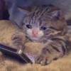 SAD 7