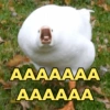 Reações + patinhos 🦆 11