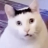 Meme kucing / cat 7