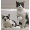 Cat meme 🐱 7