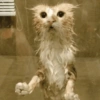 Gatos memes 13