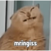 Meme kucing 15