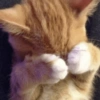 Gatitos bonitos 💗 7