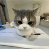 MEME KUCING 16