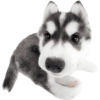 Animals 19