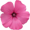 Pink flower  15