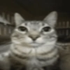 Kucing sigma 22