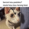 Kucing 7