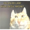 Kopek 22