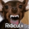 Perritos enojados 😡 🐶 7