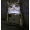 MEME KUCING 20