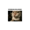 Gatitos Frases 5