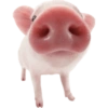 Animals 20