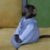 Stickers sin contexto monos🙈 15