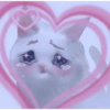 KUCING LUCU 6