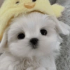 🐕  Perros  Cute 💕 8