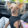 Memes cachorro  12