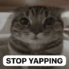 MEME KUCING 12