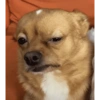 Memes cachorro  5