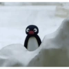 Pingu 11