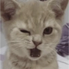 Cat Meme 13