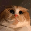 ✏️Pintura de animalitos✏️ 15