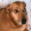 Perritos 6
