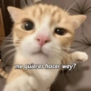 Memes 31 10