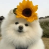 🧿Animalitos Cute para  Chat🐈🐶 15