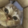 Gatos random 😺 19