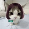 Gatas fofinha de perucas  5