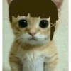 Gatas fofinha de perucas  19
