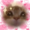 Kucing 6