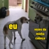 Para debochar 11
