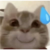 Kucing sigma 19