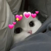 Gatos cute😎amor 2😎 6
