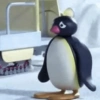 Pingu. | @ocenferios  Haki. 11