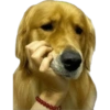 Reações cachorros 8