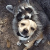 Más Animalitos!  🙊🐕 15