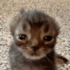 Gatos random 😺 5
