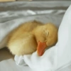 Patos Random 🦆🤣 12