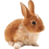Animals 6