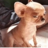 Memes cachorro  6